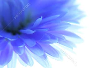 Blue flower