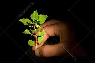 Planting tree