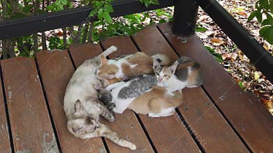 Mother cat feeding her kittens on the floor.
