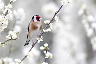Goldfinch, Carduelis carduelis