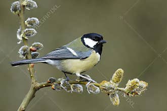 Great tit, Parus major