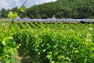 Vineyard in Aosta region, Italy and solar panels.