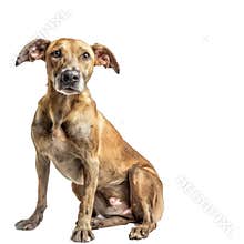 Attentive brown dog on transparent background