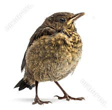 Common Blackbird or Eurasian Blackbird, Turdus merula