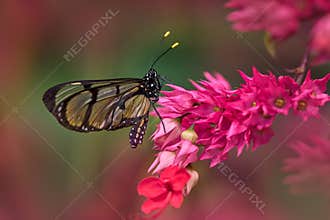 Methona confusa, Giant glasswing, butterfly sitting on the green leave in the nature habitat, Colombia. Glass transparent