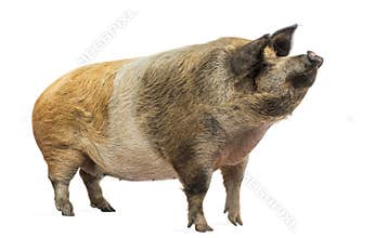 Domestic pig standing and looking up, isolated