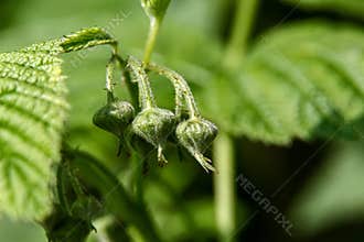 Close up of Three Undeveloped Wild Raspberries