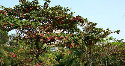 Cashew flowers blooming on the tree. Small pink flowers on the tree