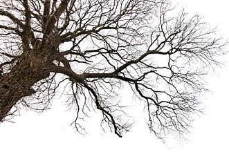 Isolated Dead Tree