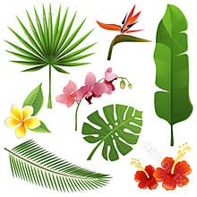 Tropical plants