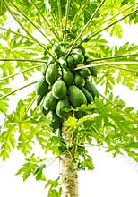 Papaya tree