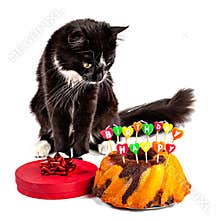 Cat with his happy birthday cake