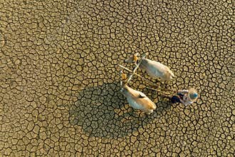 Cultivation in the drought land