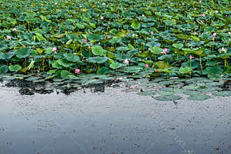 The scenery of China\'s Changchun Jingyuetan National Forest Park with blooming lotus