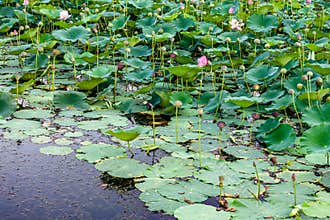 The scenery of China\'s Changchun Jingyuetan National Forest Park with blooming lotus