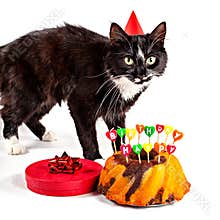 Birthday black-white cat