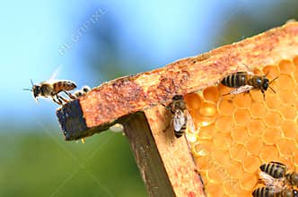 Bees on honeycomb