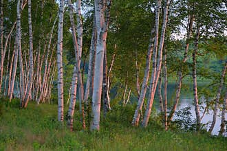 White Birch Trees at Sunrise