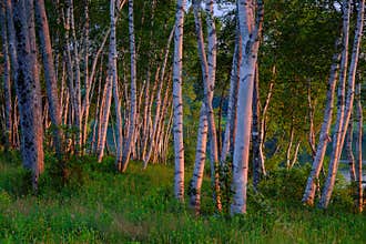 White Birch Trees at Sunrise