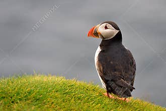 Puffin portrait