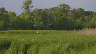 Many river gulls hunt fish in lakes, rivers, and canals. Seagulls fly over