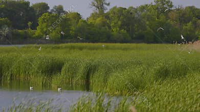 Many river gulls hunt fish in lakes, rivers, and canals.
