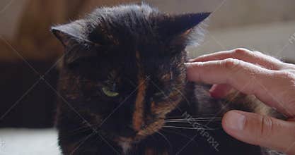 Male hand close-up strokes and caresses a fluffy cat. Domestic animals and love for them.