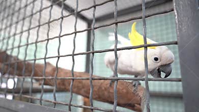Selective focus on a white cockatoo in a cage. The white parrot is talking. Tilting your head near the net