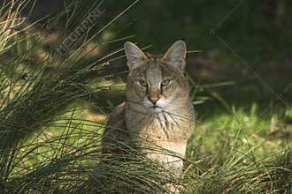 Jungle cat (Felis chaus)