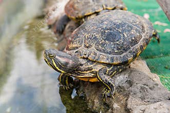 Aquatic turtle
