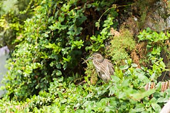 Exotic bird among leaves