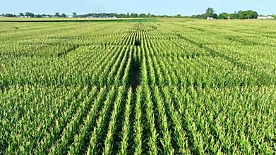 Aerial Fly Over Corn Maze in Fort Wayne Indiana