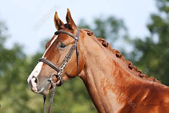 Extreme closeup of a domestic saddle horse on a rural animal farm. Portrait of an angloarabian chestnut colored stallion against