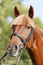 Extreme closeup of a domestic saddle horse on a rural animal farm. Portrait of an angloarabian chestnut colored stallion against