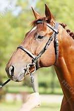 Extreme closeup of a domestic saddle horse on a rural animal farm. Portrait of an angloarabian chestnut colored stallion against
