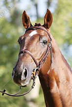 Extreme closeup of a domestic saddle horse on a rural animal farm. Portrait of an angloarabian chestnut colored stallion against