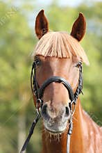 Extreme closeup of a domestic saddle horse on a rural animal farm. Portrait of an angloarabian chestnut colored stallion against