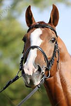 Extreme closeup of a domestic saddle horse on a rural animal farm. Portrait of an angloarabian chestnut colored stallion against