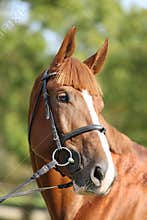 Extreme closeup of a domestic saddle horse on a rural animal farm. Portrait of an angloarabian chestnut colored stallion against