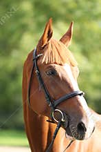 Extreme closeup of a domestic saddle horse on a rural animal farm. Portrait of an angloarabian chestnut colored stallion against