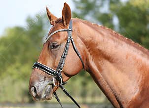 Extreme closeup of a domestic saddle horse on a rural animal farm. Portrait of an angloarabian chestnut colored stallion against