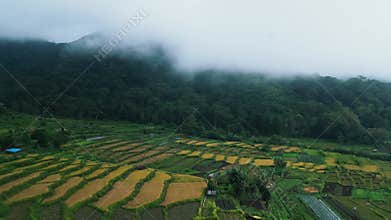 Aerial View on Forest Nature of Green Wood Trees in Fog Landscape of Rural Field