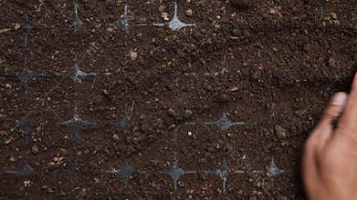 farmer preparing rich soil vegetable tray
