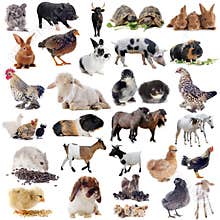 Farm animals