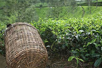 Tea picker's basket