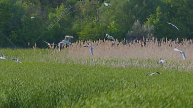 Many river gulls hunt fish in lakes, rivers, and canals. Seagulls fly over the water.