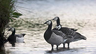 Beautiful black and white goose hunt fish in lakes, rivers, and canals.