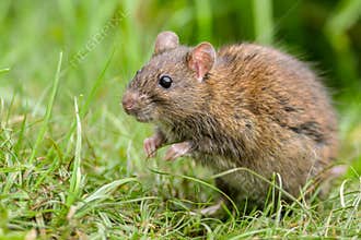 Wild Rat