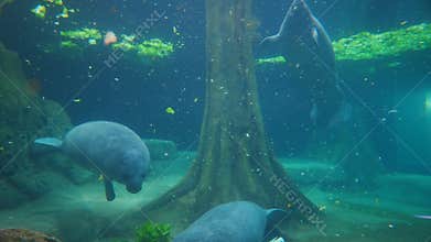 Manatee eat delicious lettuce under water