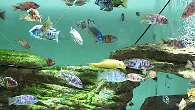 Colorful OB Peacock cichlids in freshwater aquarium